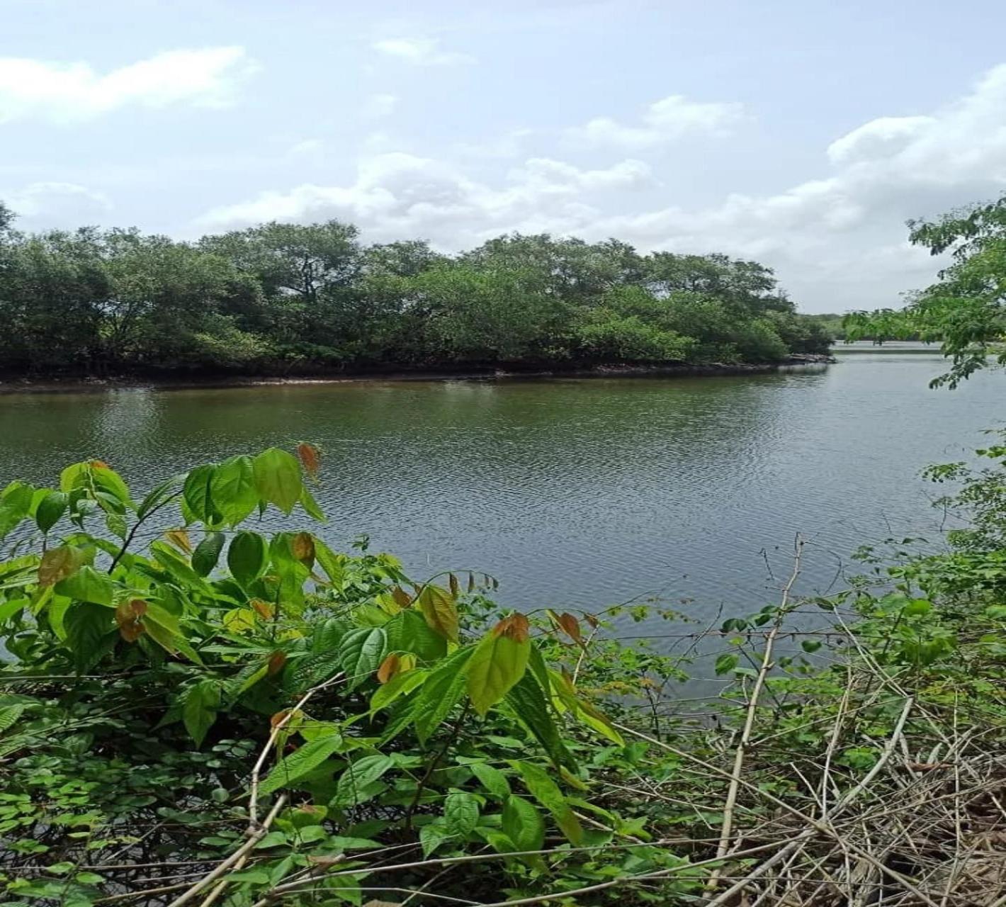 Jamboree Creek Yoga Mandrem Ngoại thất bức ảnh